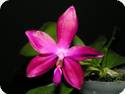 Phal. Marie Sophie